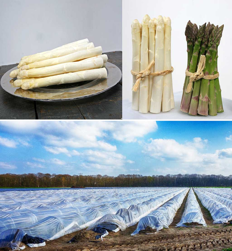 Szparagi holenderskie