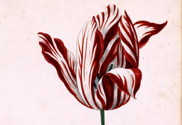 Tulipan - kwiat jak turban