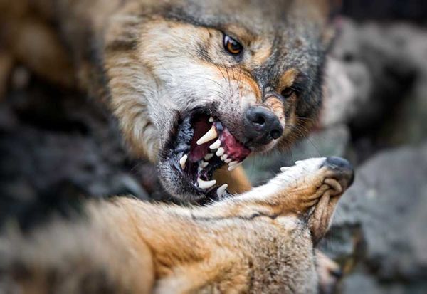 Wilk wilkowi nie jest człowiekiem