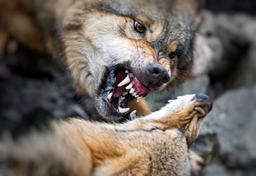 Wilk wilkowi nie jest człowiekiem