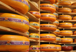 Wszystko o holenderskich serach