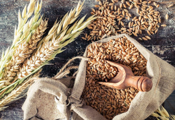 Z Gdańska do Amsterdamu płynął dobrobyt