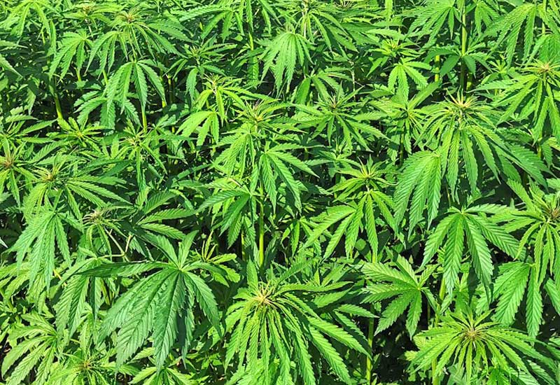 Marihuana