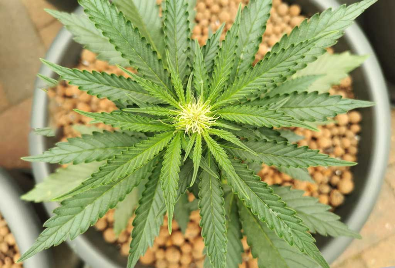 Marihuana w doniczce