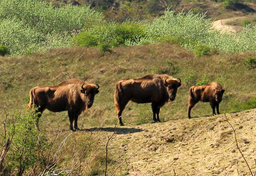 Żubry i polskie koniki mają się dobrze w Holandii