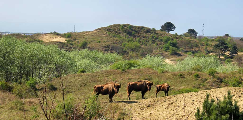 Żubry w cielakami w w Parku Narodowym Zuid-Kennemer