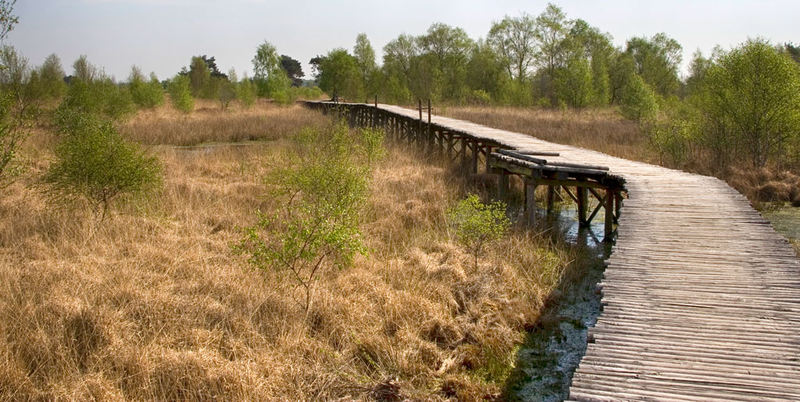 moczary i torfowiska w NL