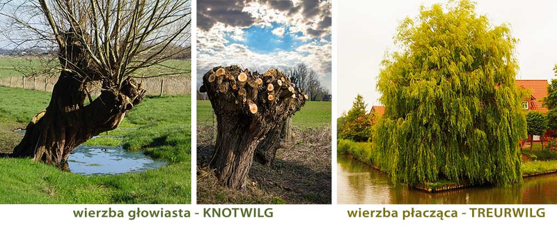 Wierzby przycinane i nie