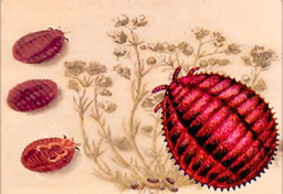 Gdy Polska była czerwona czyli czerwcowa