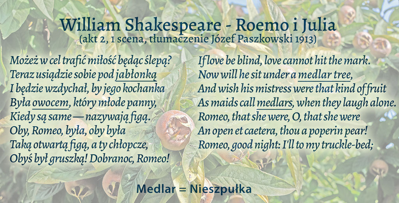 Nieszpułka w twórczości Williama Shakespeara