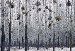 Pogańska jemioła odpędzała złe duchy