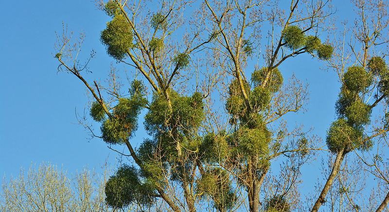 jemioła jako pasożyt na drzewie