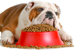 Z czego produkowana jest karma dla psów i kotów?