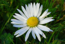 Cztery pory roku z holenderskiego polderu