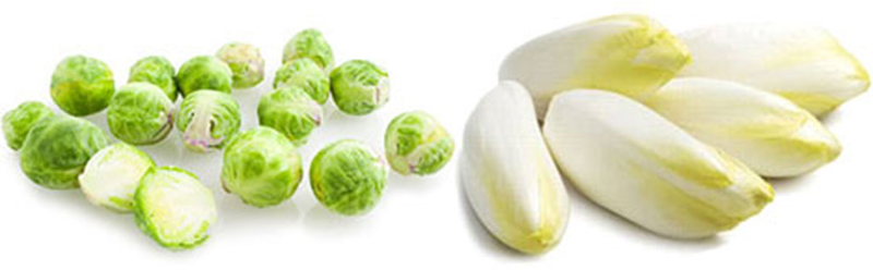 brukselka i cykoria