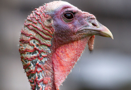 Pochodzenie nazwy indyka