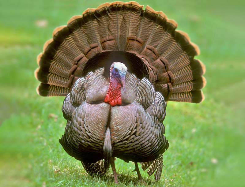 pochodzenie indyka i jego nazwy