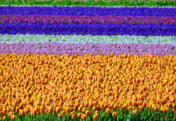 Najbardziej przeludniony kraj