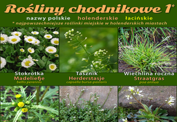 Atlas miejskich roślin chodnikowych