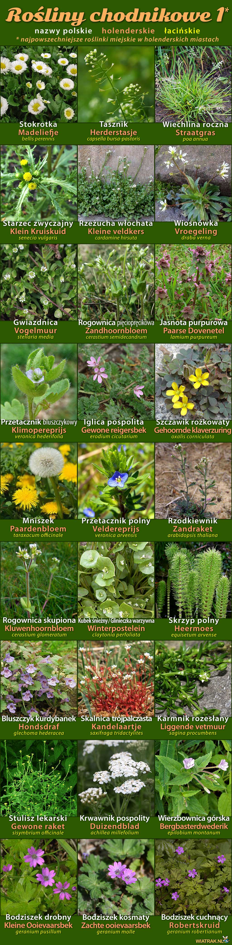 miejskie roślinki chodnikowe - chwasty 1