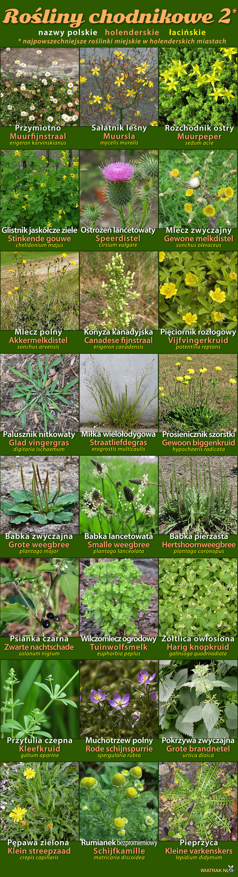 miejskie roślinki chodnikowe - chwasty 2