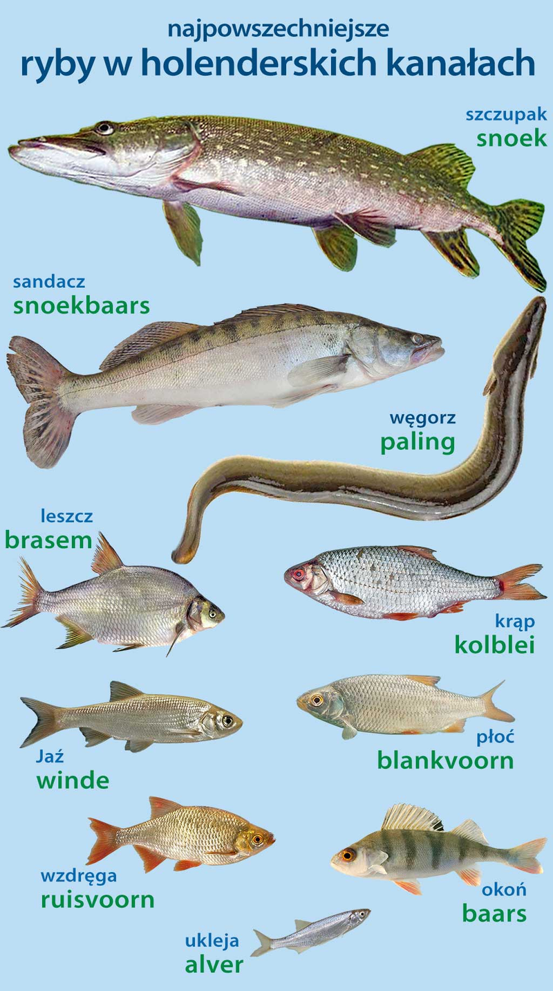 ryby Holandii