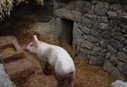 Niezależni