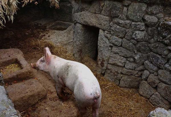 Niezależni