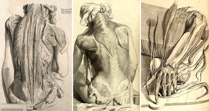 szkice mięśni człowieka