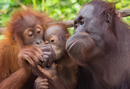 Giną tropikalne lasy i orangutany dla naszego tłuszczu