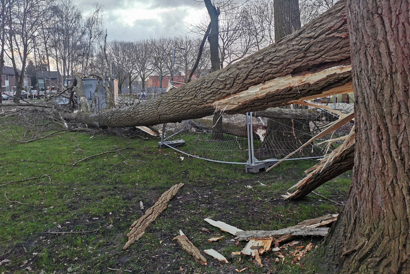 przewalone drzewo po wichurze