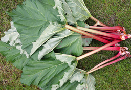 Wiosenne ciasto z rabarbarem