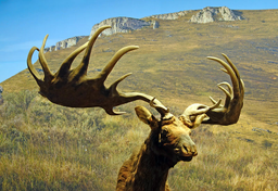 Nikt nie żałuje wymarłych zwierząt