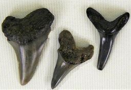 Prehistoryczne zęby rekina na holenderskiej plaży