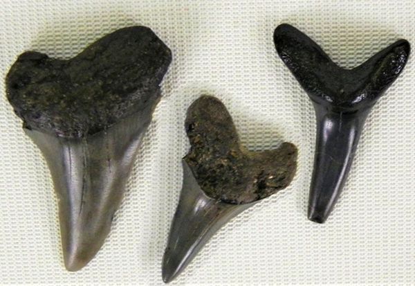 Prehistoryczne zęby rekina na holenderskiej plaży
