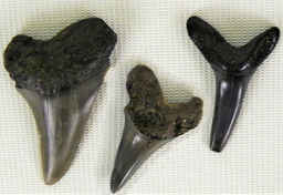 Prehistoryczne zęby rekina na holenderskiej plaży